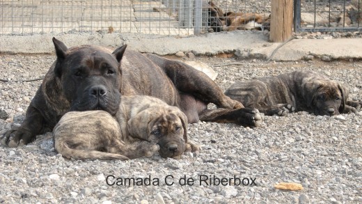 Moreta con uno de sus cachorros